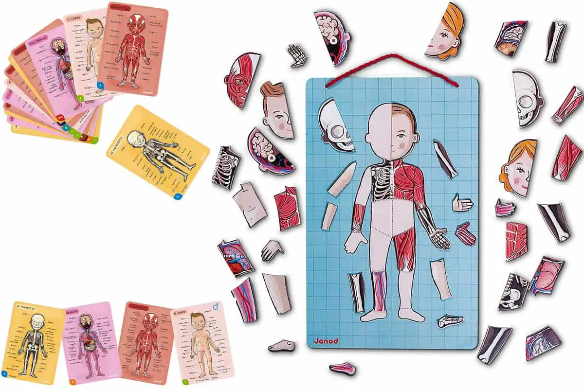 Janod Body Magnet allows children to learn all about the human body while having fun. 