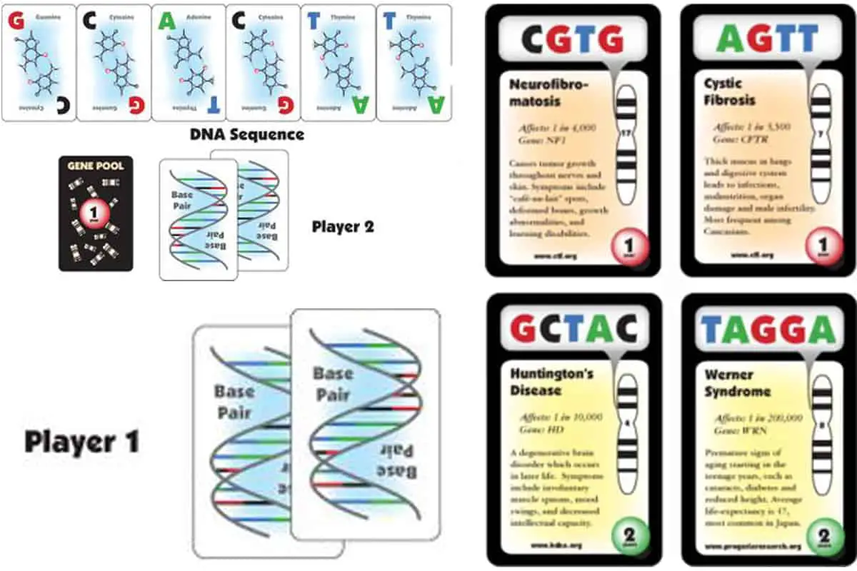 Gene Pool is a tableau-building card game that teaches students how the evolution of organisms starts from genes and cells.