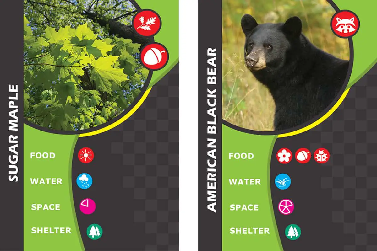 What in the Wild (TheGameCrafter) is card game tat features plants and animal species, food, water, habitats, and the environment they thrive in. 